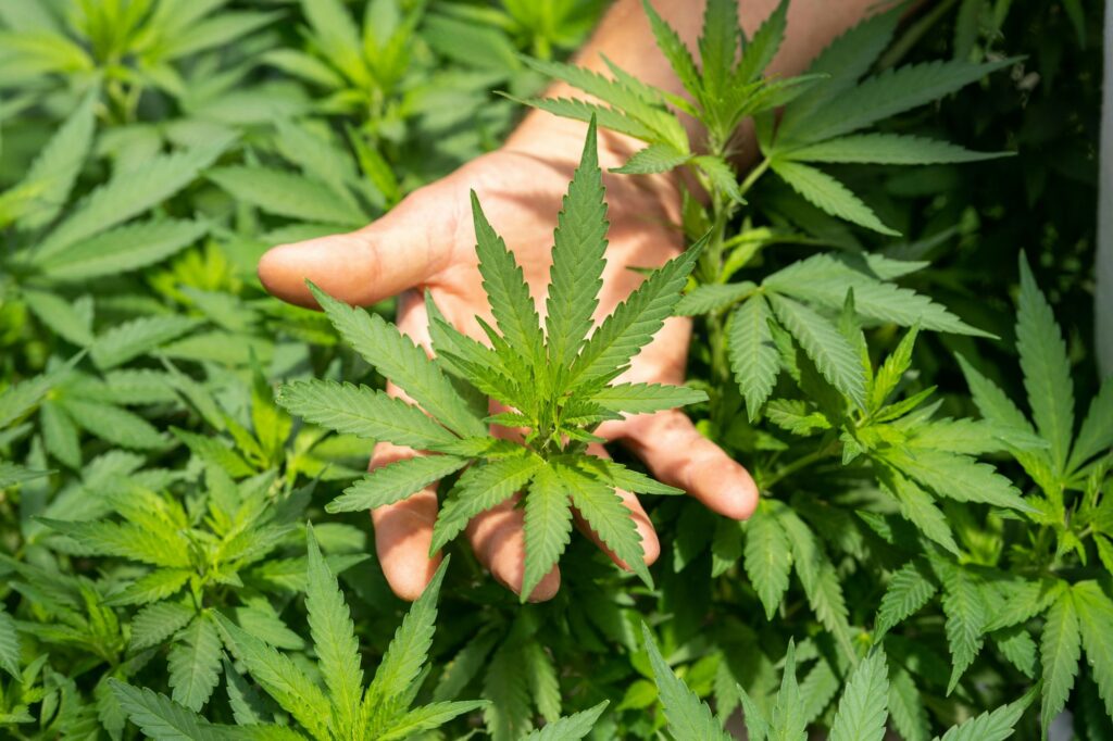 Can Smoking Weed Cause Cancer? Blunt Truth!